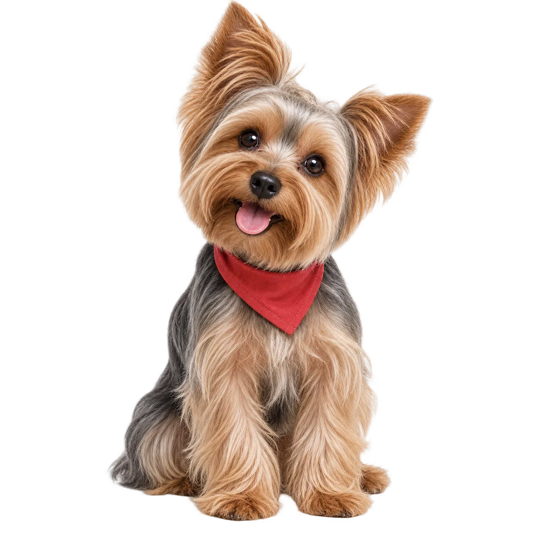 Illustrative portrait of a freshly groomed Yorkshire terrier wearing a red bandana